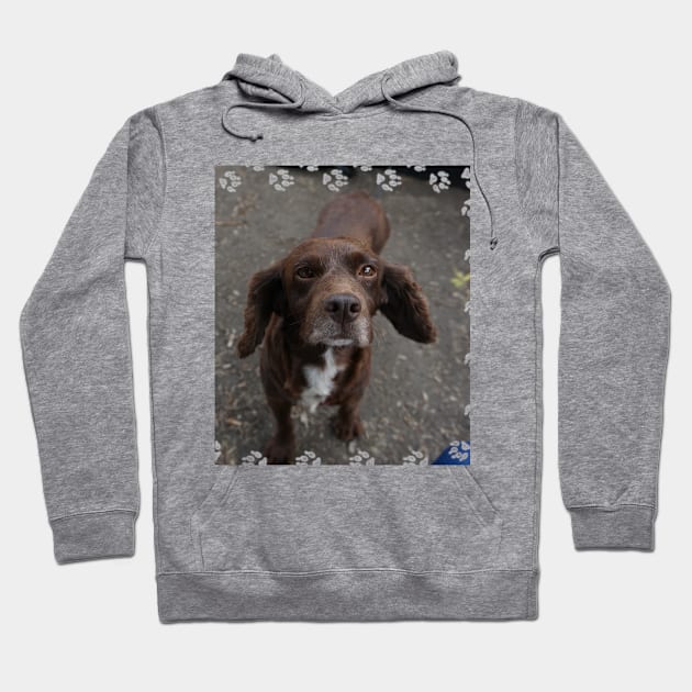 Brown Dog Hoodie by Nicole Gath Photography